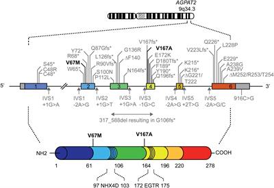 A Single Complex Agpat2 Allele in a Patient With Partial Lipodystrophy